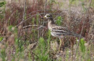 Oiseau allier